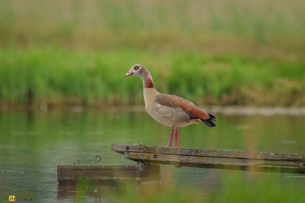غاز مصری؛ زیباترین غاز دنیا و بسیار تهاجمی که با خدای زمین ارتباط دارد غاز مصری