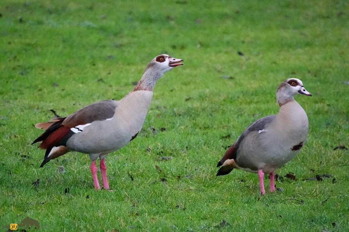 غاز مصری؛ زیباترین غاز دنیا و بسیار تهاجمی که با خدای زمین ارتباط دارد غاز مصری؛ زیباترین غاز دنیا و بسیار تهاجمی که با خدای زمین ارتباط دارد