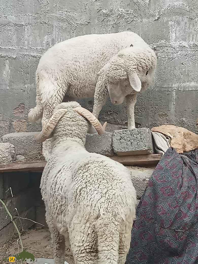 فیلمی از گوسفند عجیبی که دُمی شکل روباه دارد و با دُمش زمین را جارو می‌کند!