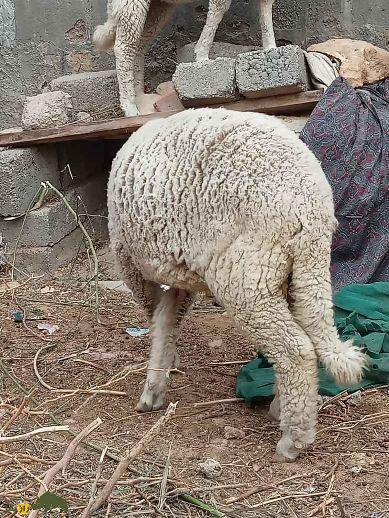 فیلمی از گوسفند عجیبی که دُمی شکل روباه دارد و با دُمش زمین را جارو می‌کند!