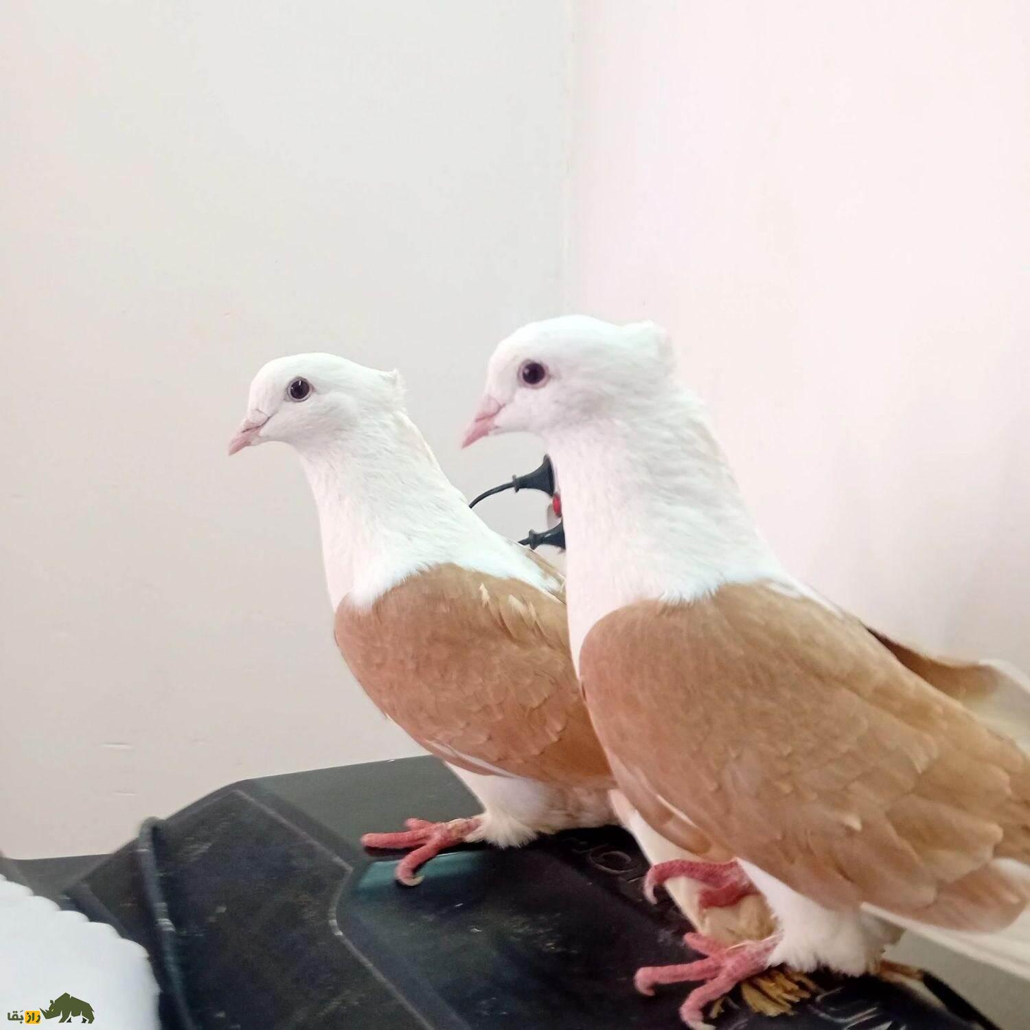 کبوتر پشت زرد