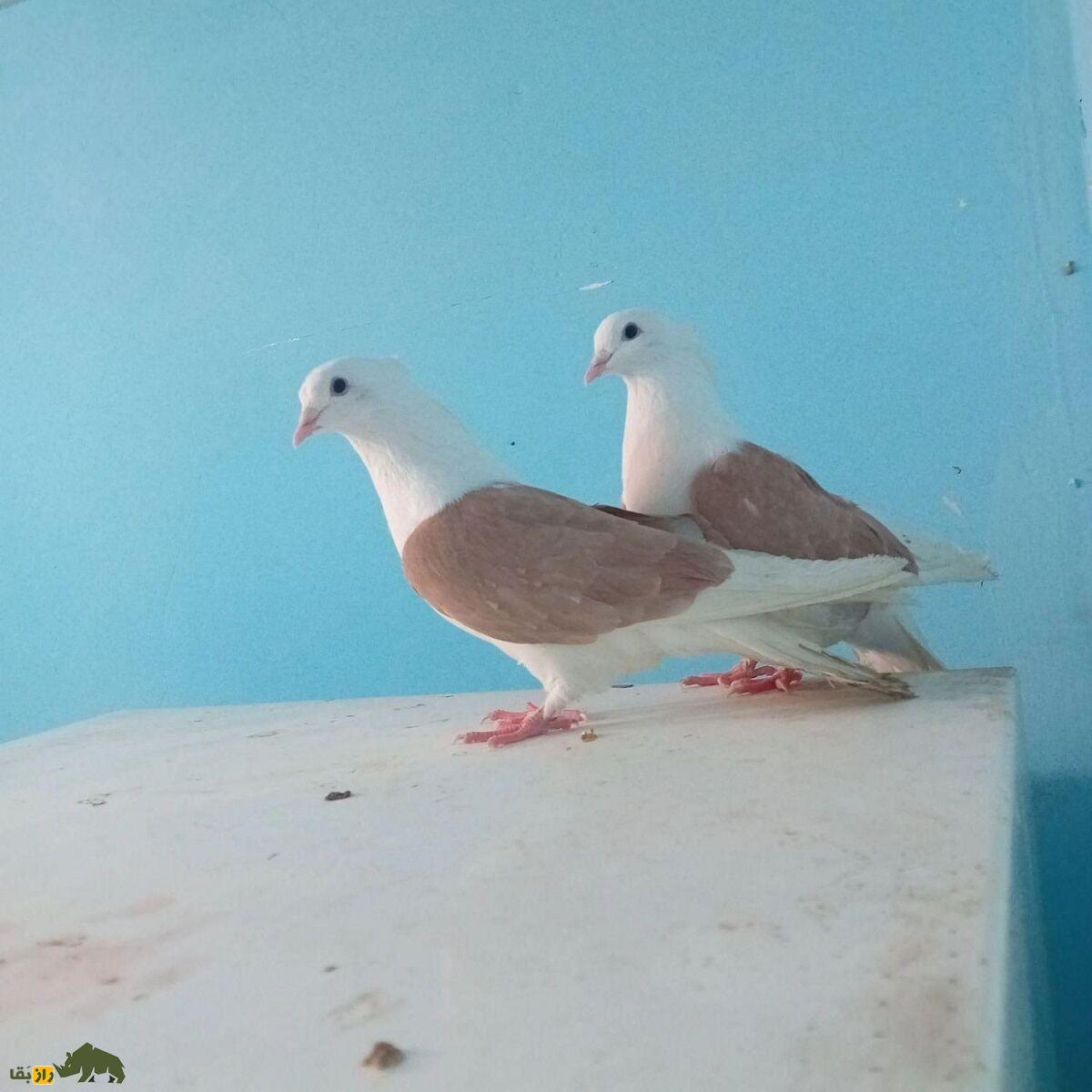 کبوتر پشت زرد