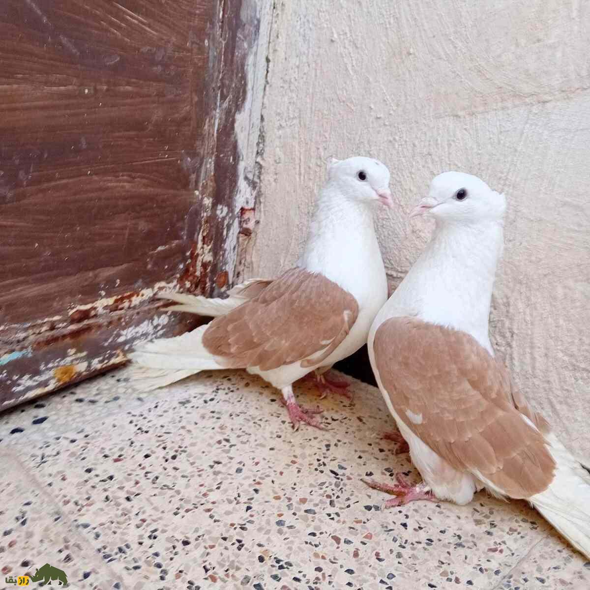 کبوتر پشت زرد