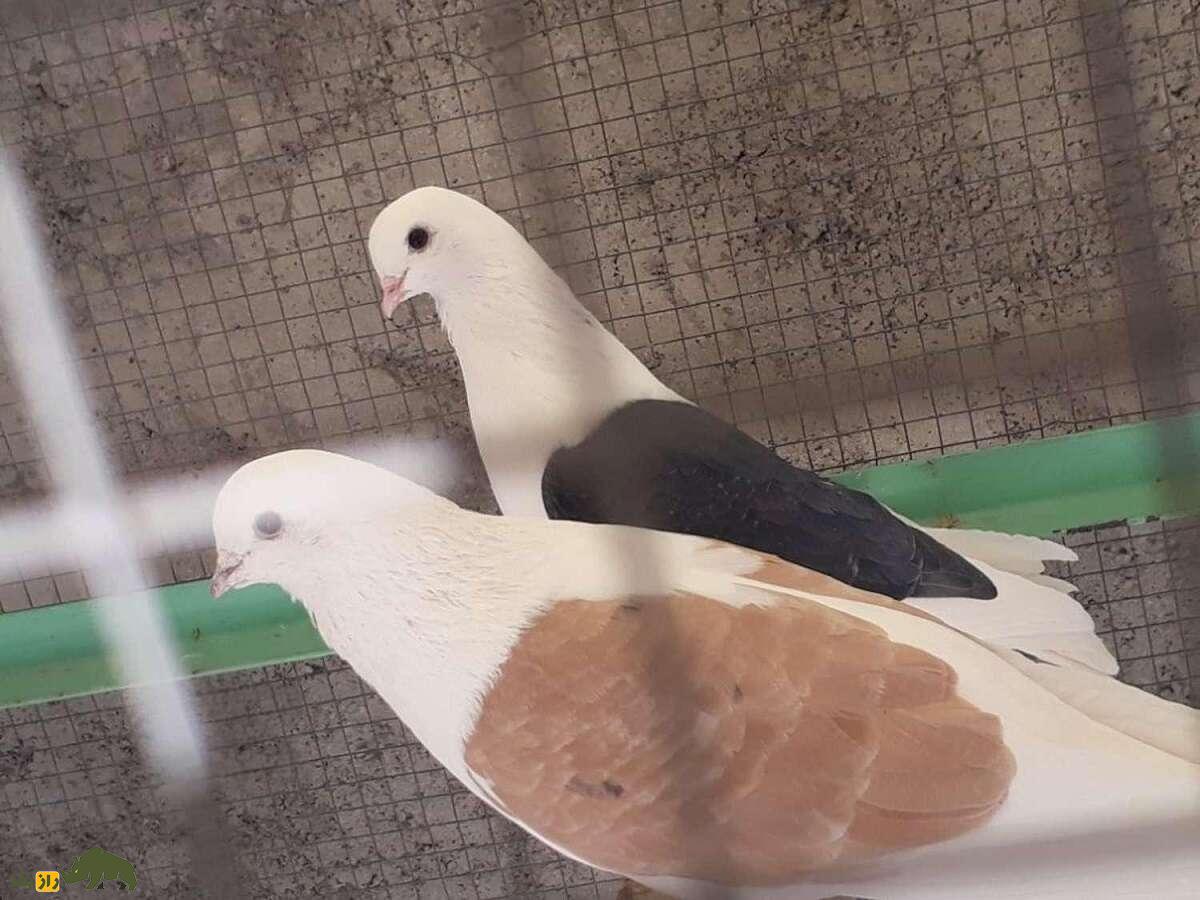 کبوتر پشت زرد