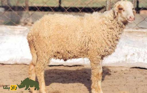 گوسفند مگرا؛ گوسفند هندی معروف به چاکری با پشم درخشان که زندگی روستاییان هندی را متحول کرد گوسفند مگرا