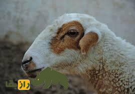 گوسفند مگرا؛ گوسفند هندی معروف به چاکری با پشم درخشان که زندگی روستاییان هندی را متحول کرد گوسفند مگرا