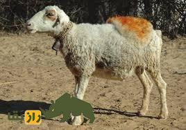 گوسفند مگرا؛ گوسفند هندی معروف به چاکری با پشم درخشان که زندگی روستاییان هندی را متحول کرد گوسفند مگرا