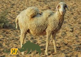 گوسفند مگرا؛ گوسفند هندی معروف به چاکری با پشم درخشان که زندگی روستاییان هندی را متحول کرد گوسفند مگرا
