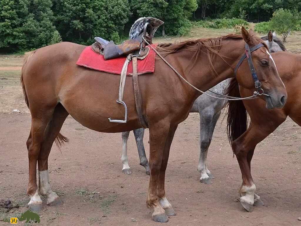 اسب آلبانیایی