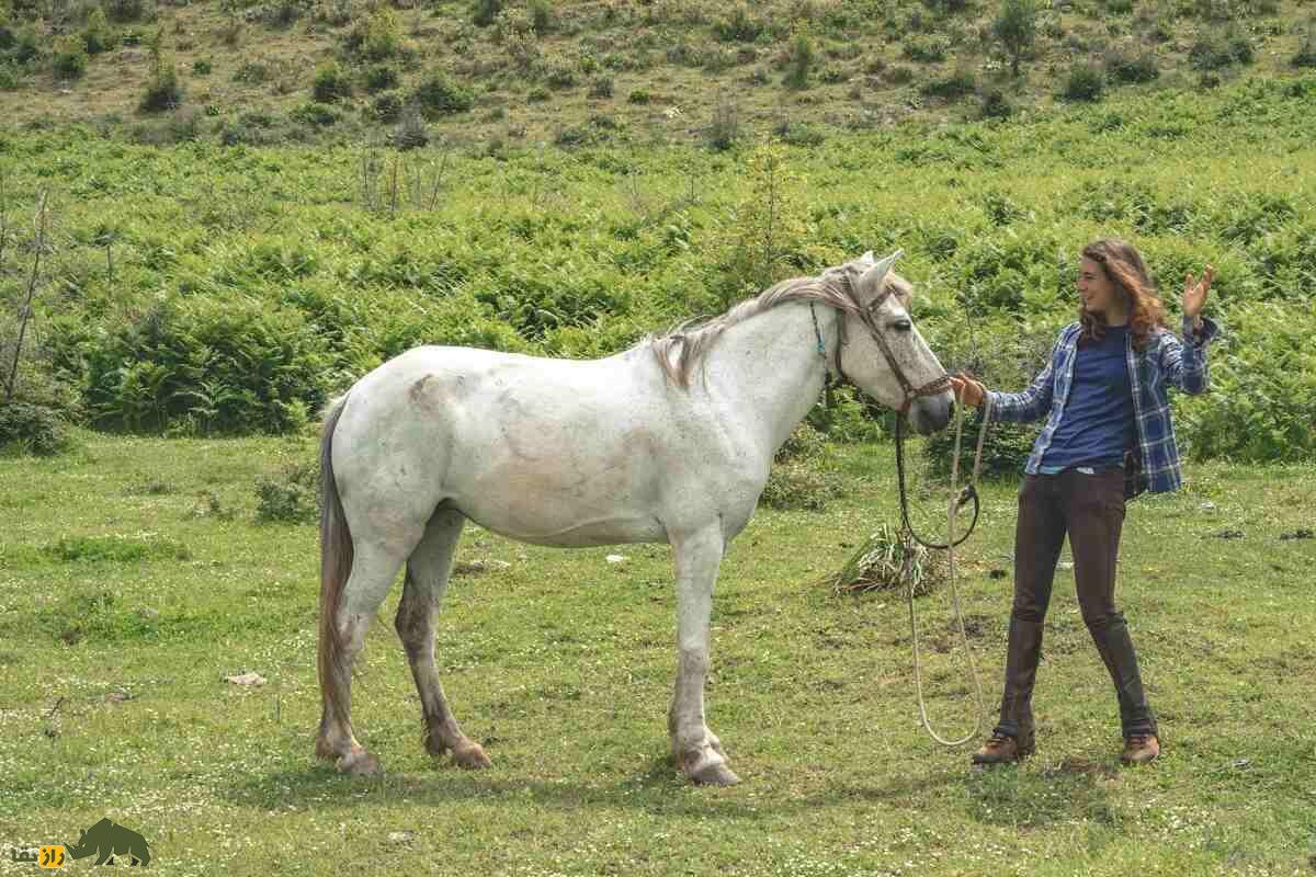 اسب آلبانیایی