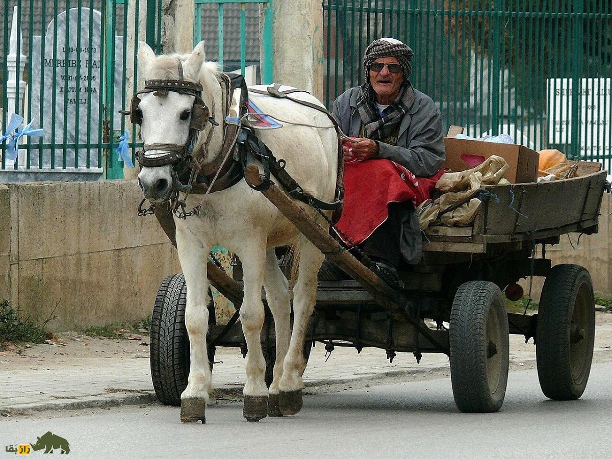 اسب آلبانیایی