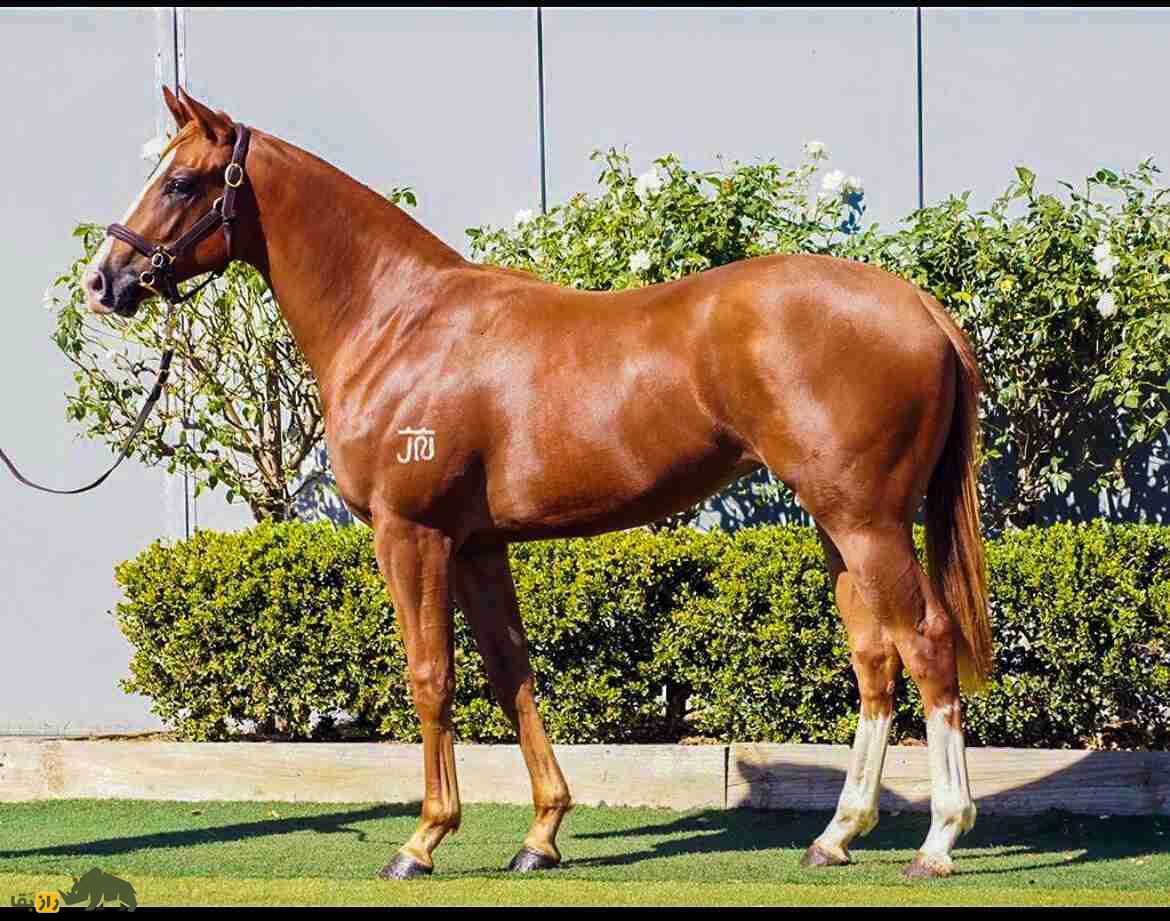 اسب آلبانیایی؛ اسب معروف بالکان با ۲۶۰۰ سال قدمت که علیه امپراتوری عثمانی جنگید