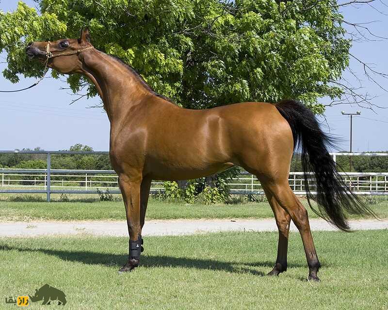 اسب آلبانیایی