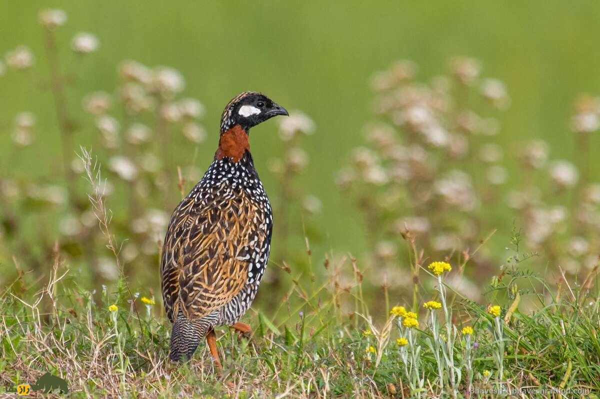 دراج؛ پرندهای گریزپا که شکارچیان ایرانی مهارت شکارش را میسنجند دراج؛ پرندهای گریزپا که شکارچیان ایرانی مهارت شکارش را میسنجند