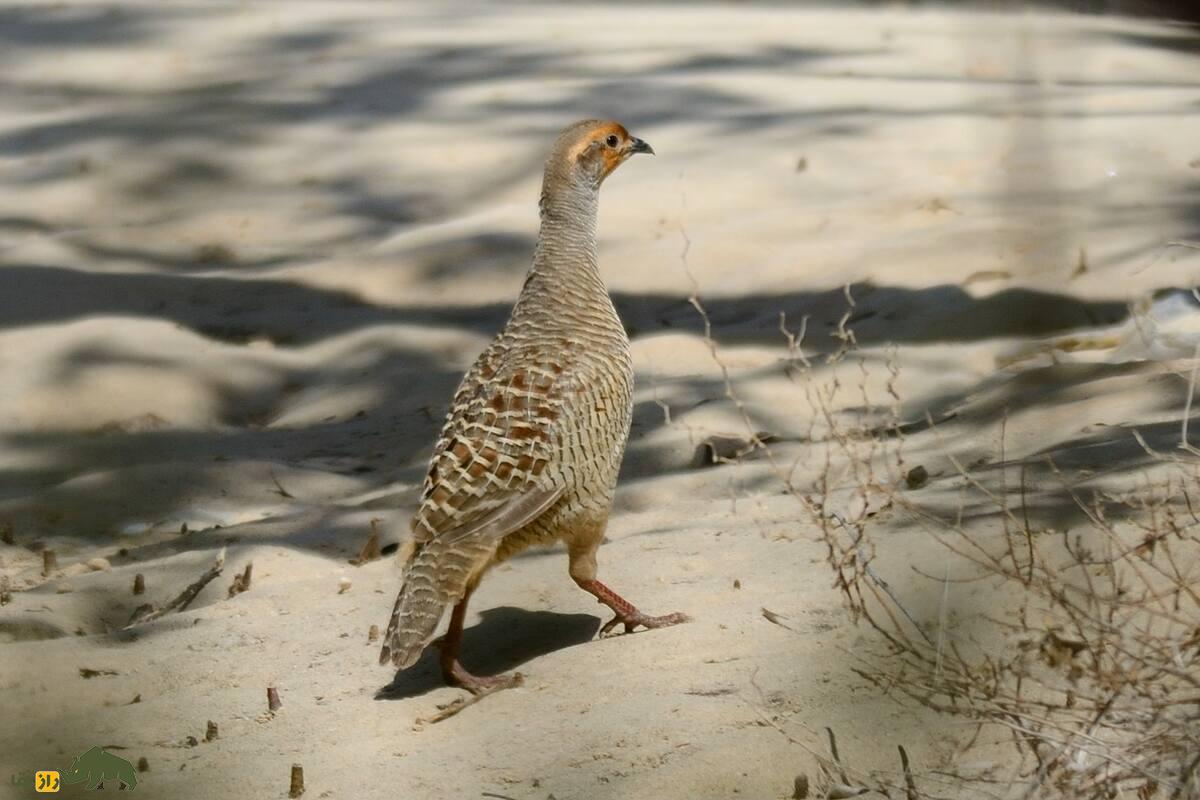 دراج؛ پرندهای گریزپا که شکارچیان ایرانی مهارت شکارش را میسنجند دراج؛ پرندهای گریزپا که شکارچیان ایرانی مهارت شکارش را میسنجند