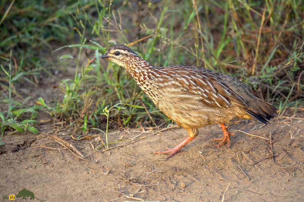 دراج؛ پرندهای گریزپا که شکارچیان ایرانی مهارت شکارش را میسنجند دراج؛ پرندهای گریزپا که شکارچیان ایرانی مهارت شکارش را میسنجند