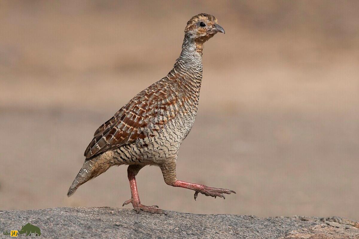 دراج؛ پرندهای گریزپا که شکارچیان ایرانی مهارت شکارش را میسنجند دراج؛ پرندهای گریزپا که شکارچیان ایرانی مهارت شکارش را میسنجند