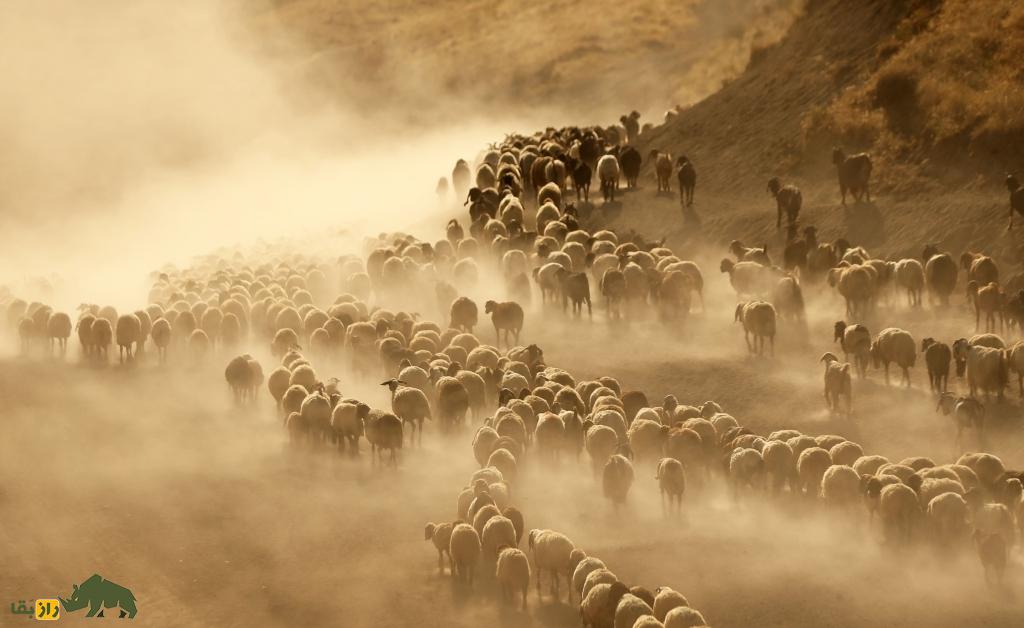 گله گوسفندان