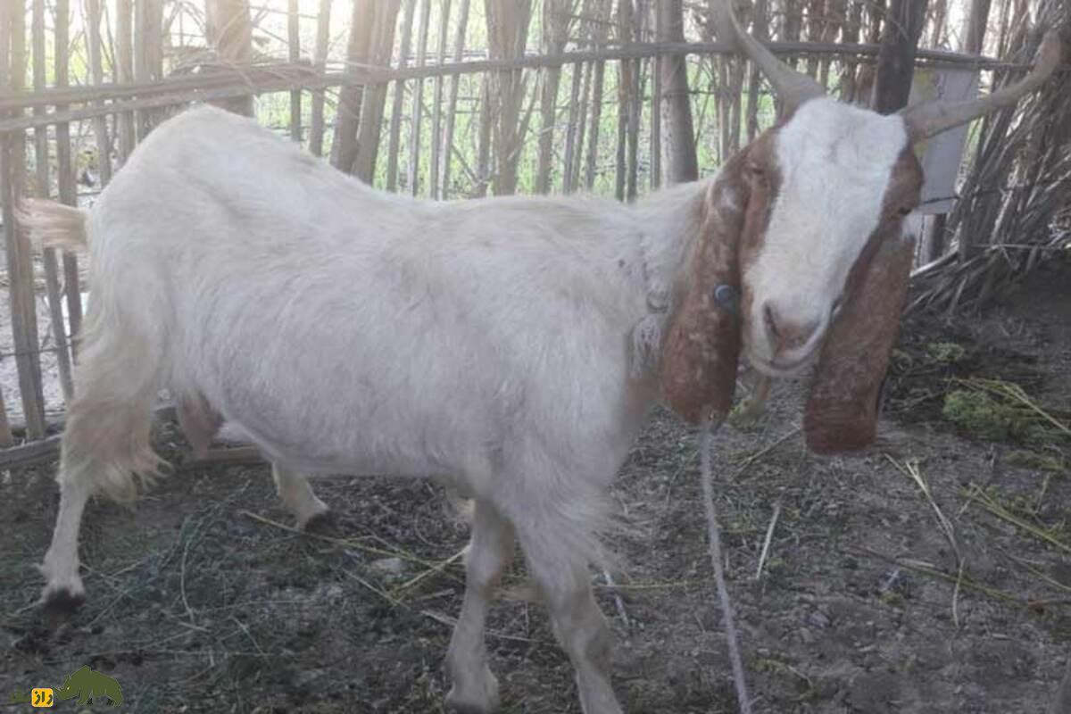 همه چیز در مورد قصر یا بزی که آبستن نمیشود؛ بهترین روش درمان چیست؟ همه چیز در مورد قصر یا بزی که آبستن نمیشود؛ بهترین روش درمان چیست؟