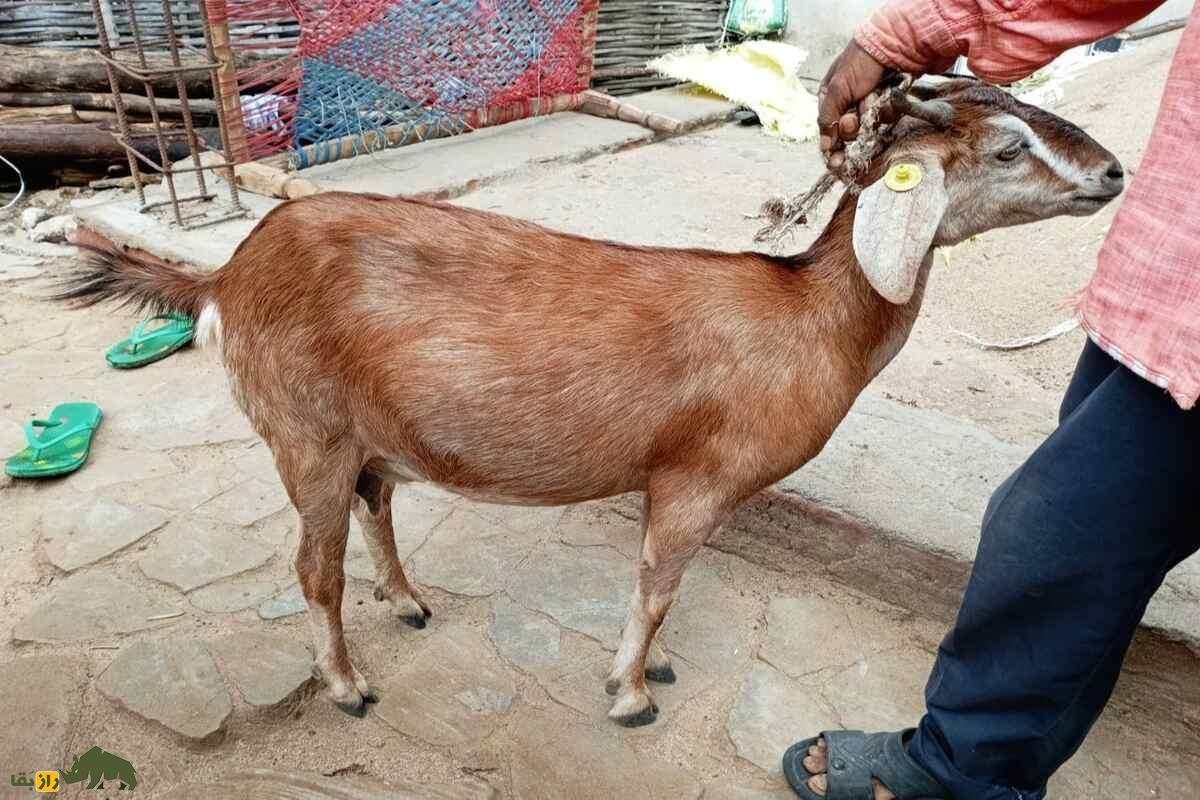 همه چیز در مورد قصر یا بزی که آبستن نمیشود؛ بهترین روش درمان چیست؟ همه چیز در مورد قصر یا بزی که آبستن نمیشود؛ بهترین روش درمان چیست؟