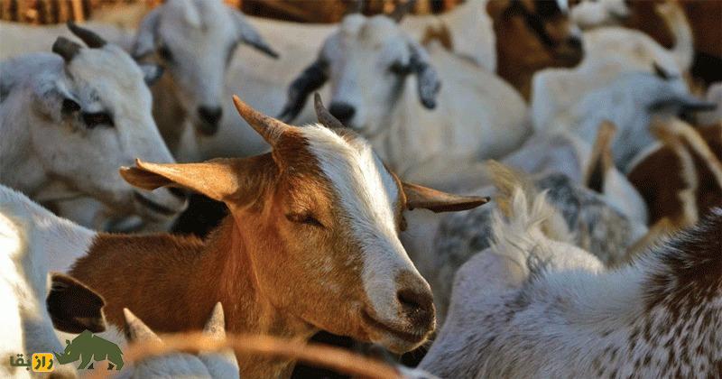 بز «اس آر دی» یا «چوه»؛ بز برزیلی مشهوری که در سن پاییه به بلوغ جنسی میرسد و به چندقلوزایی معروف است بز «اس آر دی» یا «چوه»؛ بز برزیلی مشهوری که در سن پاییه به بلوغ جنسی میرسد و به چندقلوزایی معروف است