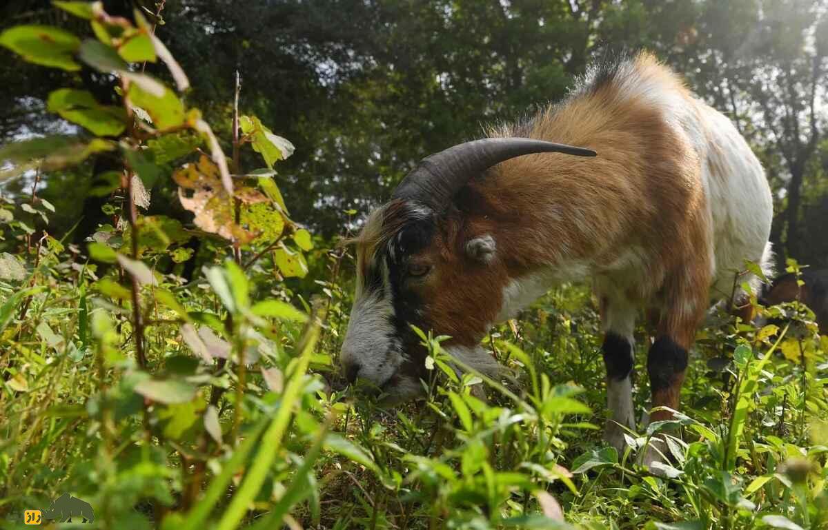 بز «اس آر دی» یا «چوه»؛ بز برزیلی مشهوری که در سن پاییه به بلوغ جنسی میرسد و به چندقلوزایی معروف است بز «اس آر دی» یا «چوه»؛ بز برزیلی مشهوری که در سن پاییه به بلوغ جنسی میرسد و به چندقلوزایی معروف است