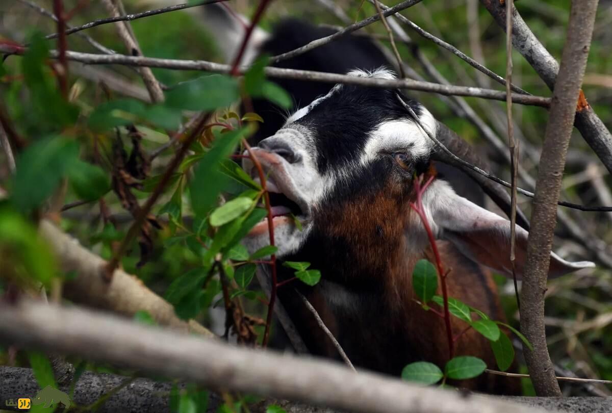 بز «اس آر دی» یا «چوه»؛ بز برزیلی مشهوری که در سن پاییه به بلوغ جنسی میرسد و به چندقلوزایی معروف است بز «اس آر دی» یا «چوه»