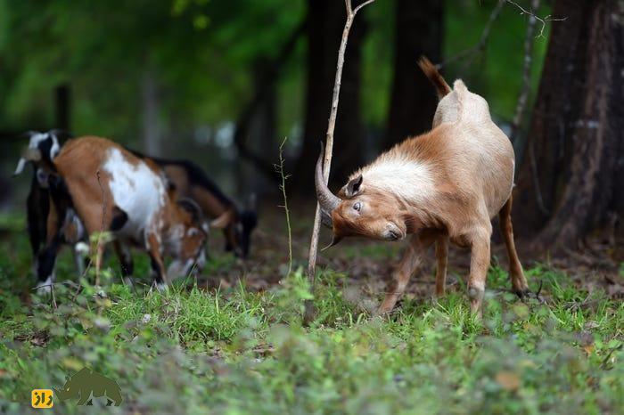 بز «اس آر دی» یا «چوه»؛ بز برزیلی مشهوری که در سن پاییه به بلوغ جنسی میرسد و به چندقلوزایی معروف است بز «اس آر دی» یا «چوه»