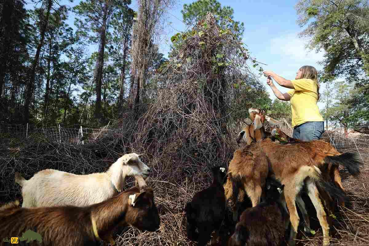 بز «اس آر دی» یا «چوه»؛ بز برزیلی مشهوری که در سن پاییه به بلوغ جنسی میرسد و به چندقلوزایی معروف است بز «اس آر دی» یا «چوه»