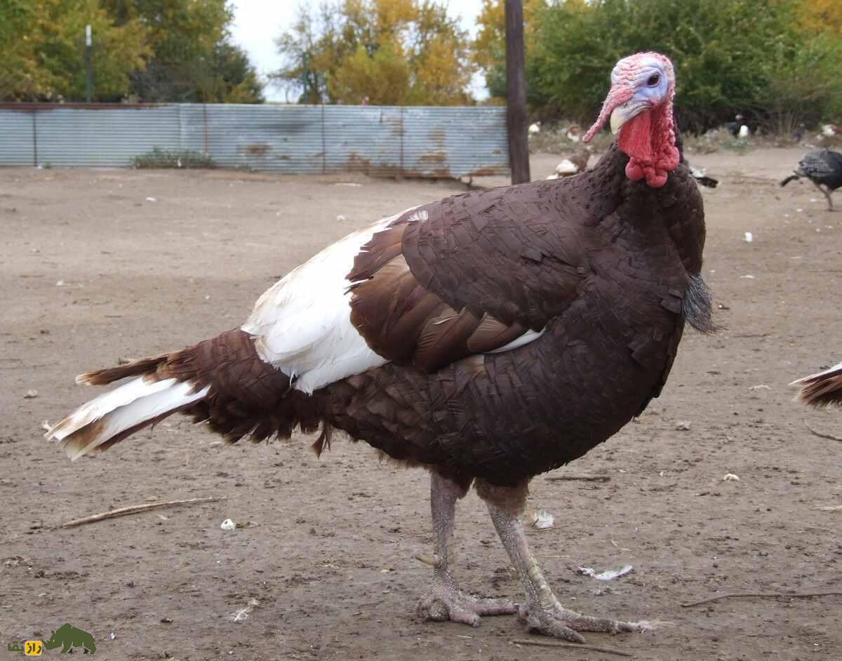 بوقلمون بوربون