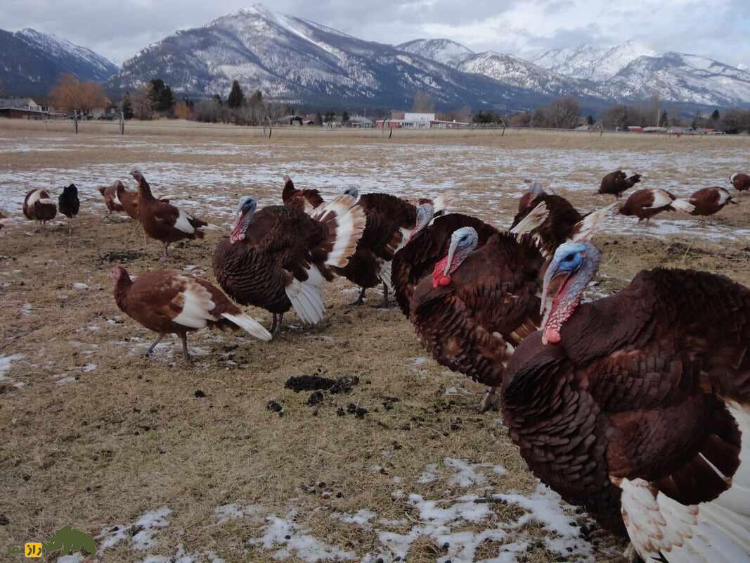 بوقلمون بوربون