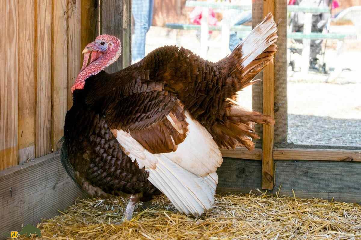 بوقلمون بوربون