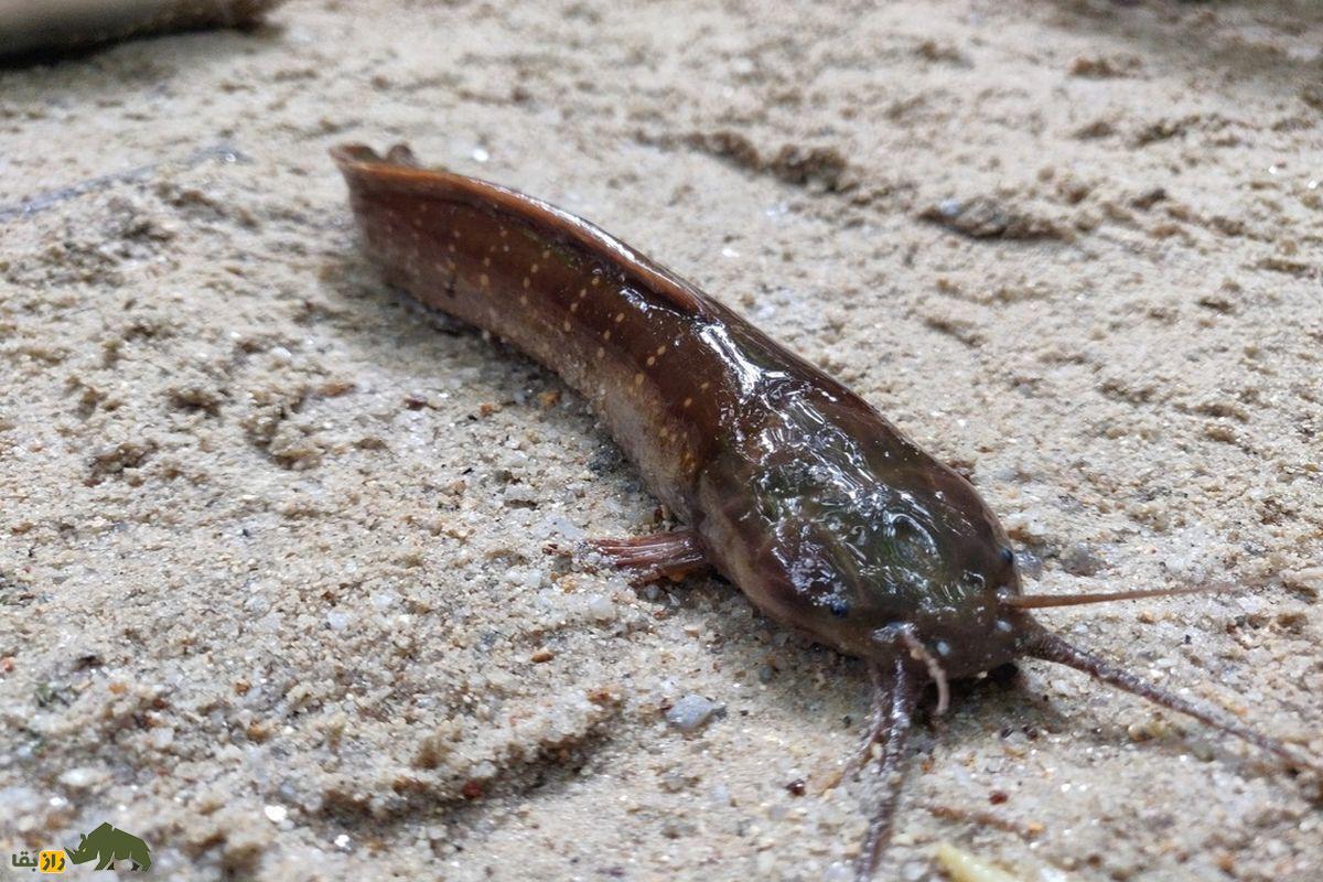 فیلمی باورنکردنی از یک ماهی که در کویر زندگی می‌کند و روی شن‌های داغ راه می‌رود!