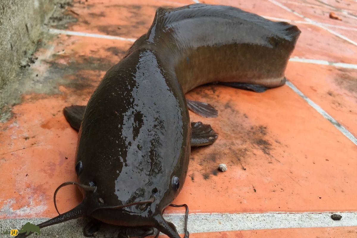 فیلمی باورنکردنی از یک ماهی که در کویر زندگی می‌کند و روی شن‌های داغ راه می‌رود!