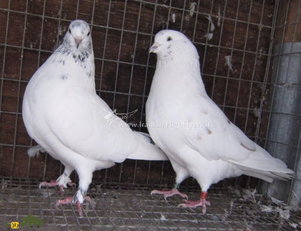 زنده یاد حمید احمدی؛ استاد بزرگ کبوتر «تیپلر» که یکی از رکوردداران مشهور مسابقات کبوتر در آمریکاست