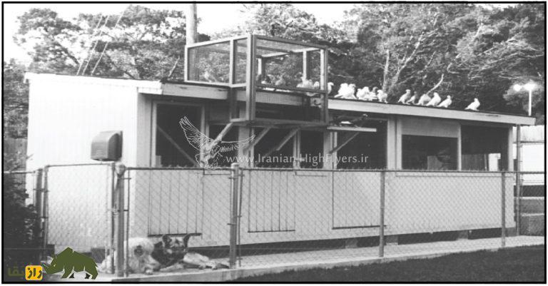 زنده یاد حمید احمدی؛ استاد بزرگ کبوتر «تیپلر» که یکی از رکوردداران مشهور مسابقات کبوتر در آمریکاست