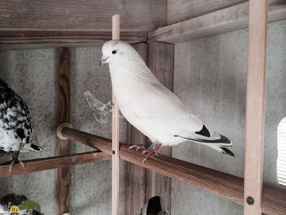 زنده یاد حمید احمدی؛ استاد بزرگ کبوتر «تیپلر» که یکی از رکوردداران مشهور مسابقات کبوتر در آمریکاست