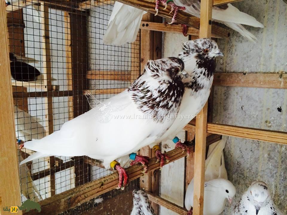 زنده یاد حمید احمدی؛ استاد بزرگ کبوتر «تیپلر» که یکی از رکوردداران مشهور مسابقات کبوتر در آمریکاست