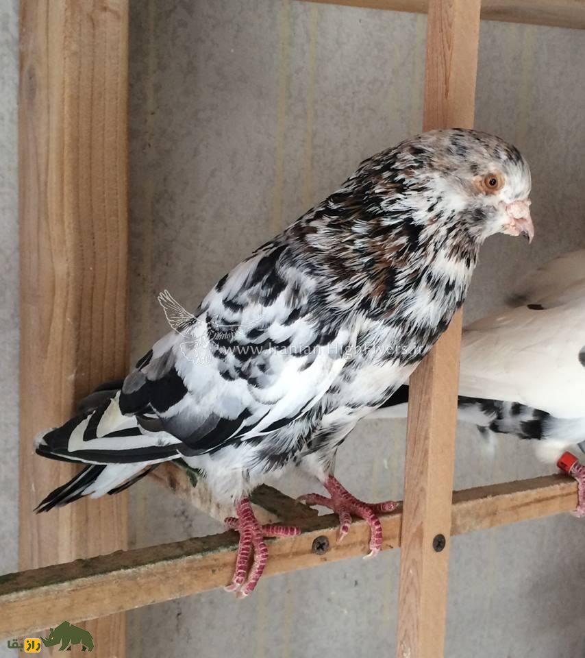 زنده یاد حمید احمدی؛ استاد بزرگ کبوتر «تیپلر» که یکی از رکوردداران مشهور مسابقات کبوتر در آمریکاست