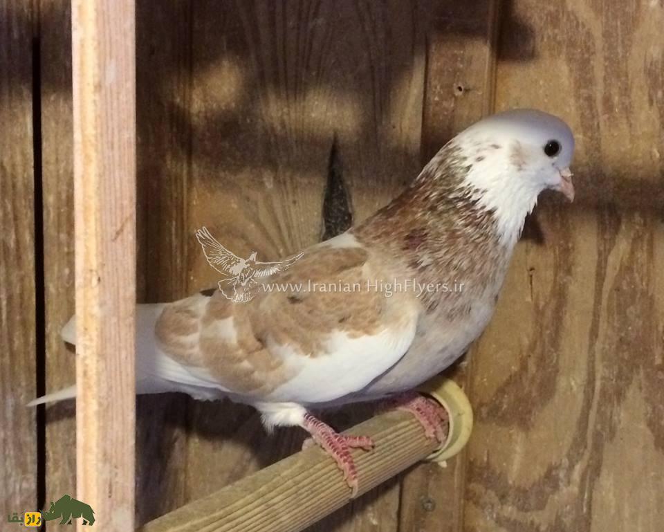زنده یاد حمید احمدی؛ استاد بزرگ کبوتر «تیپلر» که یکی از رکوردداران مشهور مسابقات کبوتر در آمریکاست