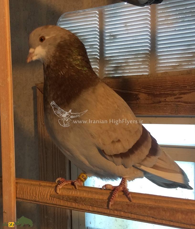 زنده یاد حمید احمدی؛ استاد بزرگ کبوتر «تیپلر» که یکی از رکوردداران مشهور مسابقات کبوتر در آمریکاست