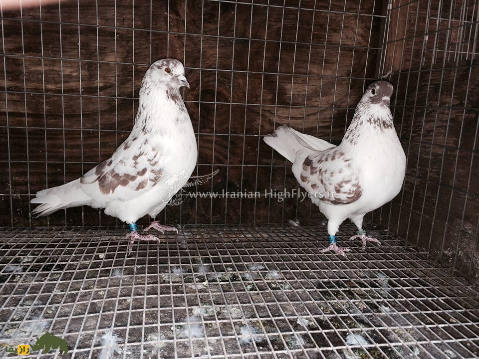 زنده یاد حمید احمدی؛ استاد بزرگ کبوتر «تیپلر» که یکی از رکوردداران مشهور مسابقات کبوتر در آمریکاست