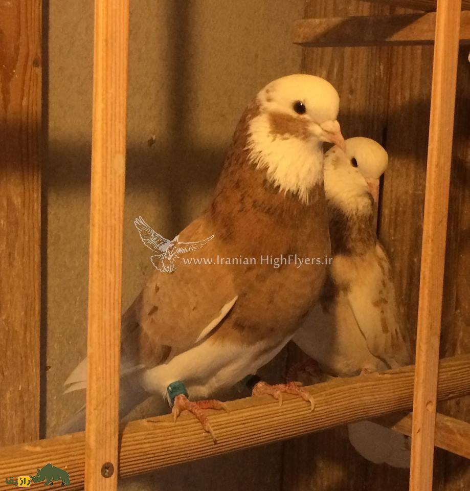 زنده یاد حمید احمدی؛ استاد بزرگ کبوتر «تیپلر» که یکی از رکوردداران مشهور مسابقات کبوتر در آمریکاست