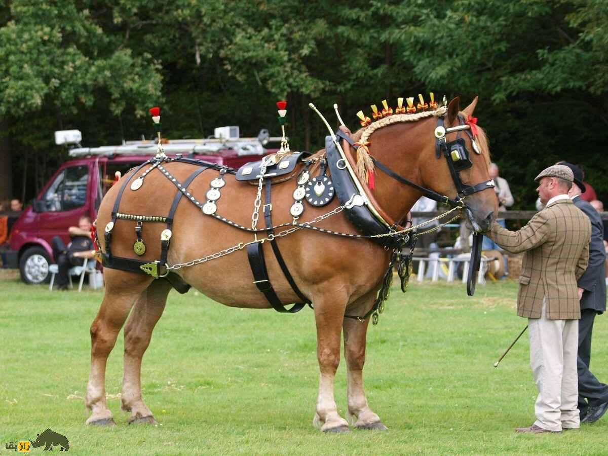 اسب سافولک؛ اسب بارکش انگلیسی که قیافه و هیکلی شبیه ماشین «ماک» دارد اسب سافولک