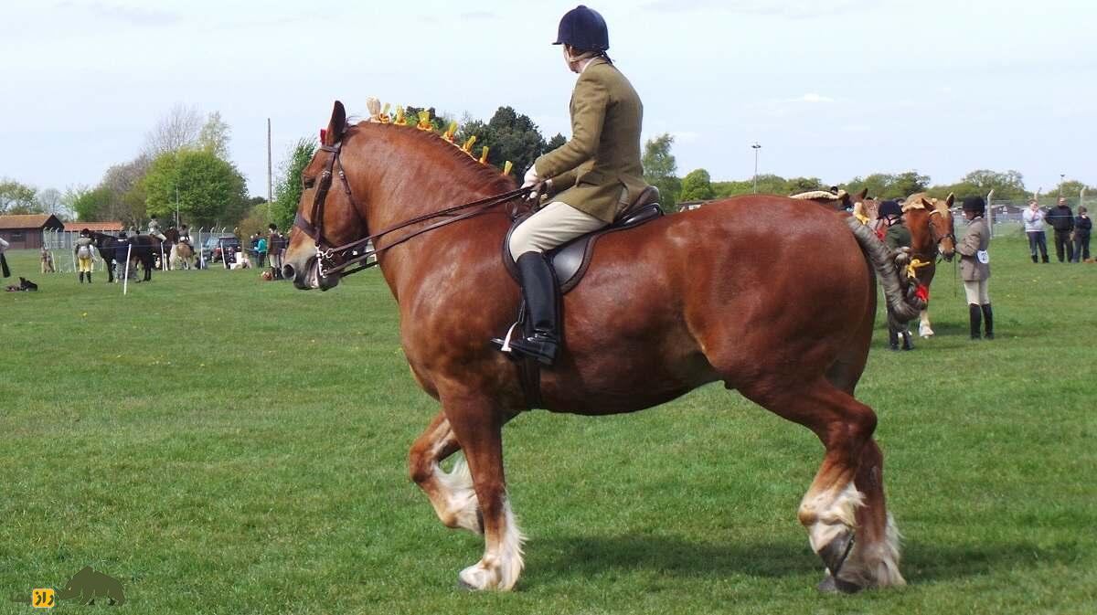 اسب سافولک؛ اسب بارکش انگلیسی که قیافه و هیکلی شبیه ماشین «ماک» دارد اسب سافولک
