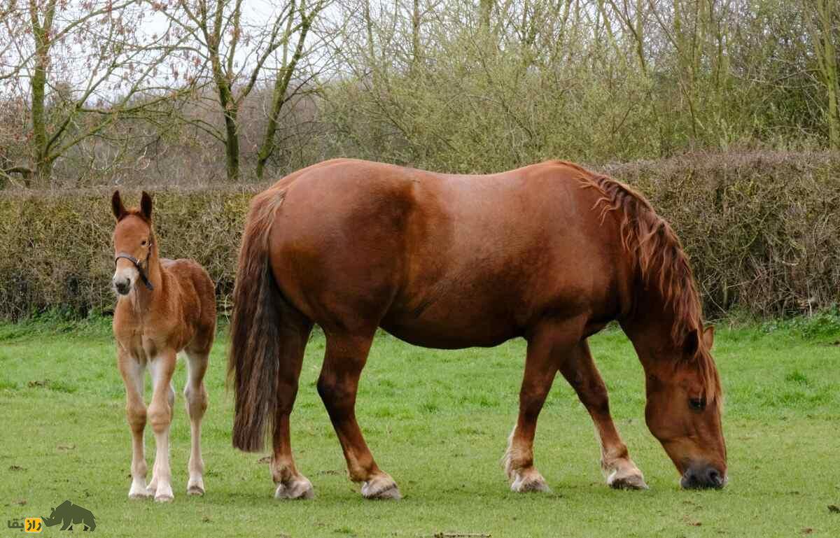 اسب سافولک؛ اسب بارکش انگلیسی که قیافه و هیکلی شبیه ماشین «ماک» دارد اسب سافولک