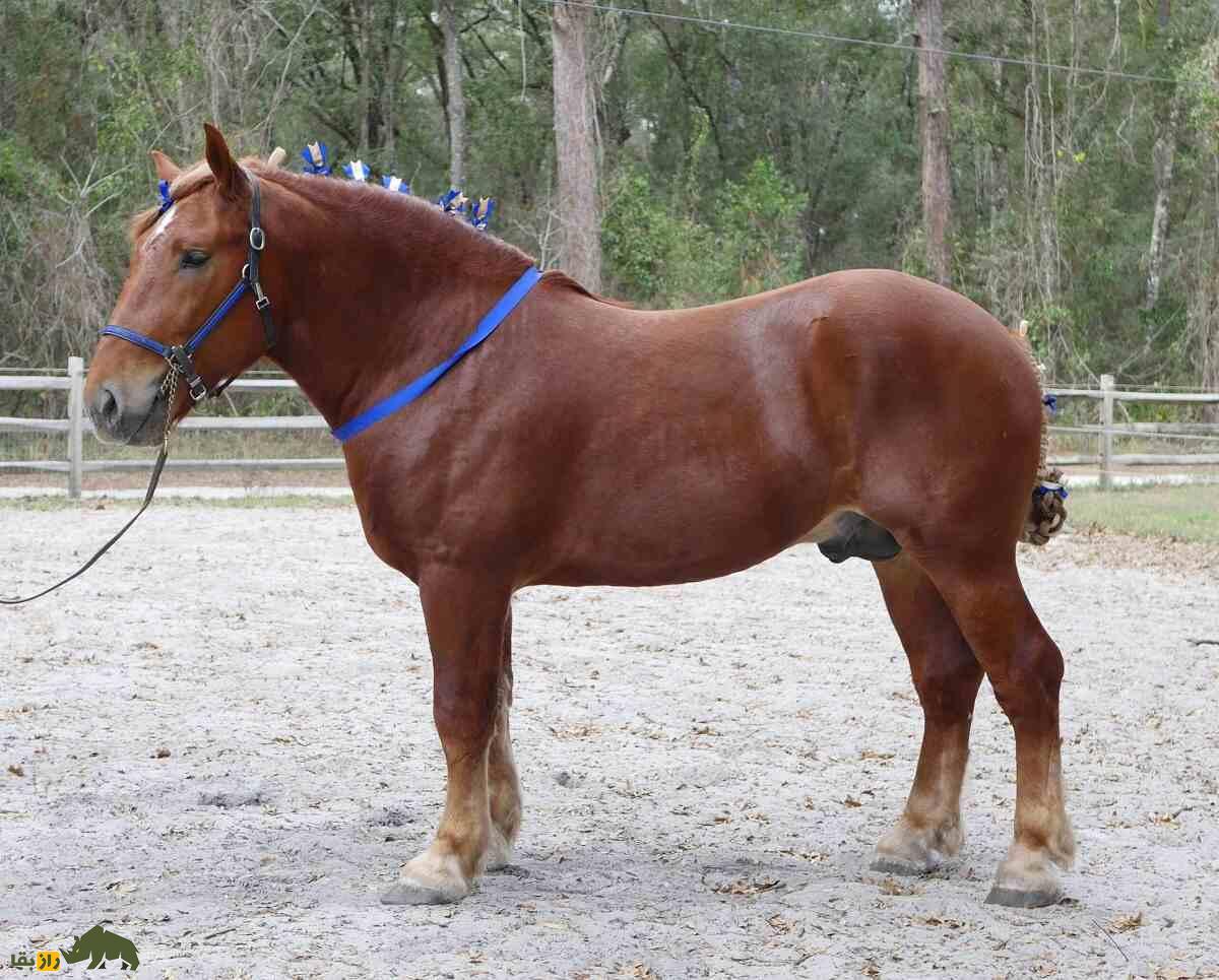 اسب سافولک؛ اسب بارکش انگلیسی که قیافه و هیکلی شبیه ماشین «ماک» دارد اسب سافولک