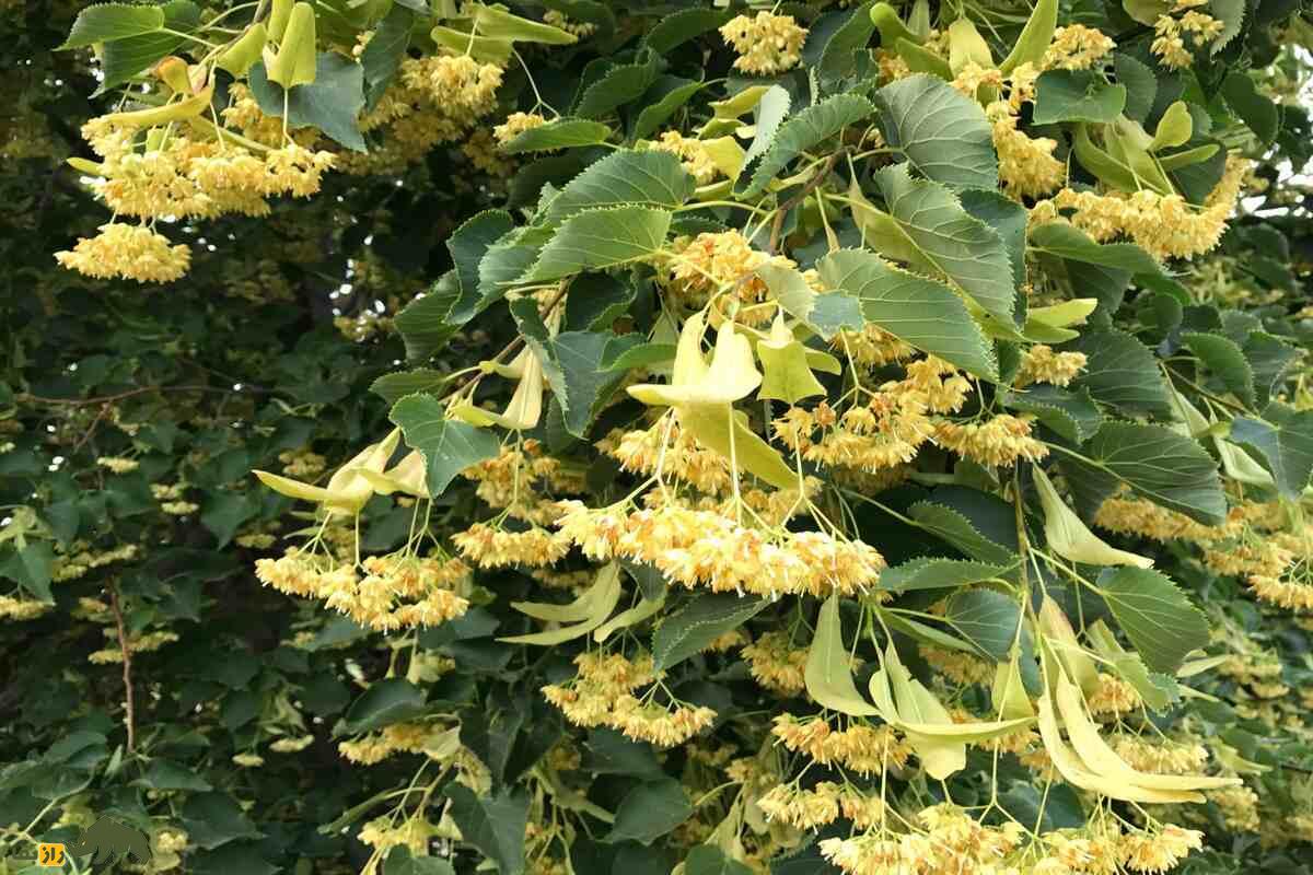 زیرفون یا نمدار؛ درختی بومی جنگل‌های شمال که داروی طبیعی استرس و بی‌خوابی است