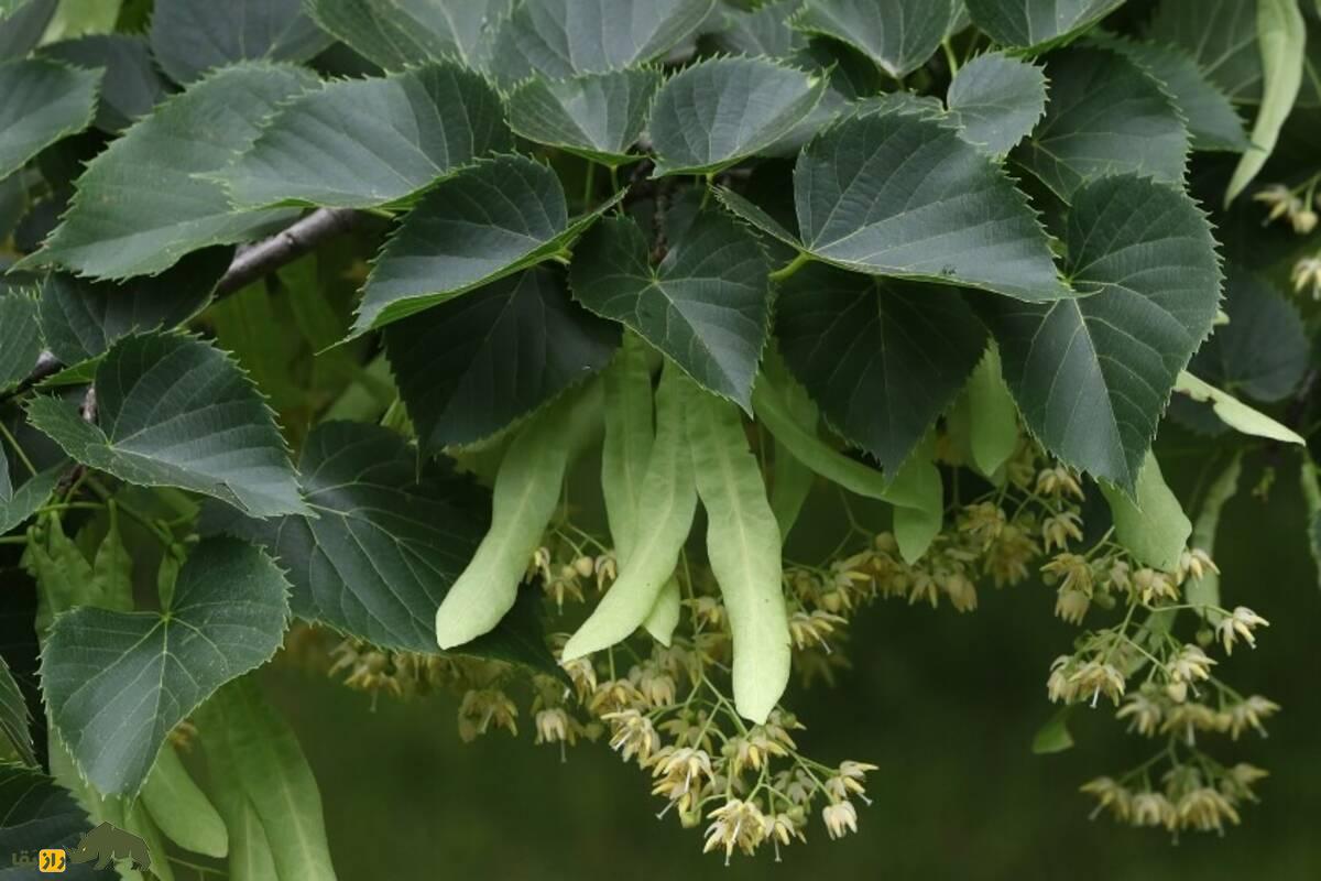 زیرفون؛ درختی بومی جنگل‌های شمال که داروی طبیعی استرس و بی‌خوابی است