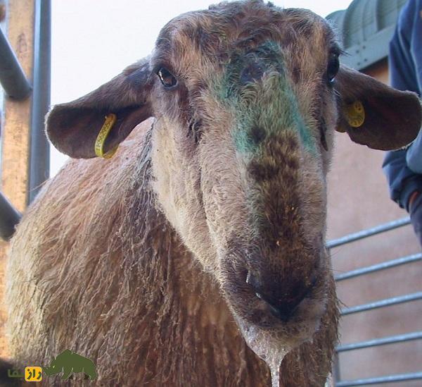 گوسفند مگرا؛ گوسفند هندی معروف به چاکری با پشم درخشان که زندگی روستاییان هندی را متحول کرد گوسفند مگرا؛ گوسفند هندی معروف به چاکری با پشم درخشان که زندگی روستاییان هندی را متحول کرد